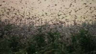 As soon as dawn arrives, - Wild Isles