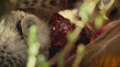 As soon as flesh is exposed,
blood mixes with oxygen, - Super/Natural