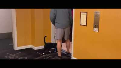 As soon as he hears the ding,
he gets closer to the door - Cat Daddies