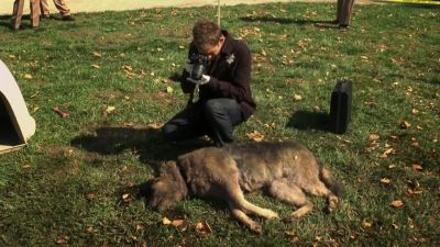 As soon as I saw their dog,
I knew something was wrong. - CSI: Crime Scene Investigation