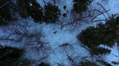 As we start entering into
this really thick brush, - Life Below Zero: Next Generation