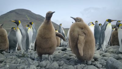 As they sweep over the Indian Ocean, - A Year on Planet Earth