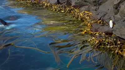 As temperatures continue to fall, - A Year on Planet Earth
