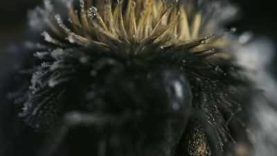 As temperatures
continue to rise, - Frozen Planet II