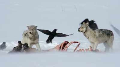 As the alphas finish their turn
at the carcass, - Epic Yellowstone