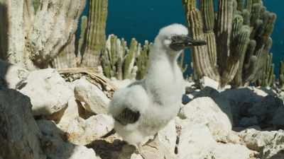 As the booby chicks get older, - The Green Planet