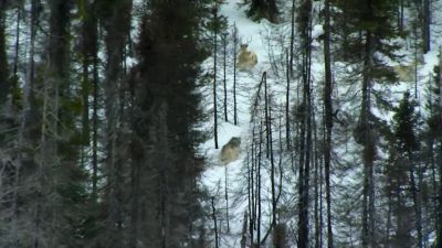 As the caribou scatter, - Our Planet