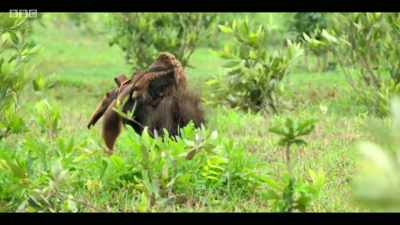 As the Cerrado is being cleared, - Extinction: The Facts