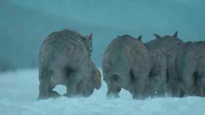 As the chase goes on, - Prehistoric Planet