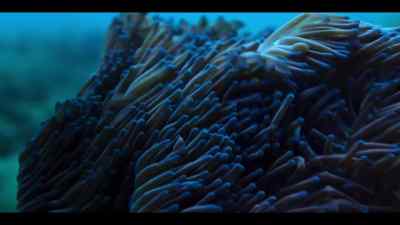 As the current peaks,
there's nothing to separate them. - Our Oceans