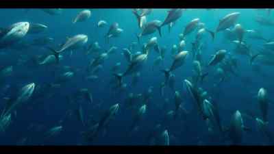 As the current spreads this heat
around the world, - Our Oceans