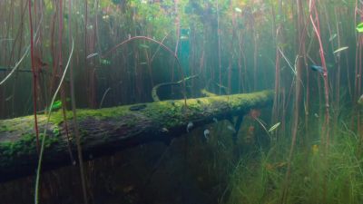 As the day wears on, - Tiny World