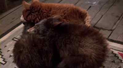 AS THE DAYS
GREW SHORTER AND COLDER, - The Bears and I