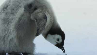As the days pass,
the chicks grow hungry... - Frozen Planet II