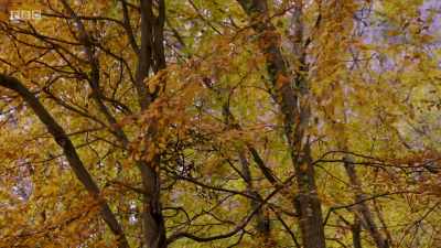 As the days shorten,
the trees continue to shut down. - Wales: Land of the Wild