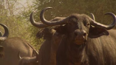 As the drought continues, the buffalo begin to weaken. - Our Planet
