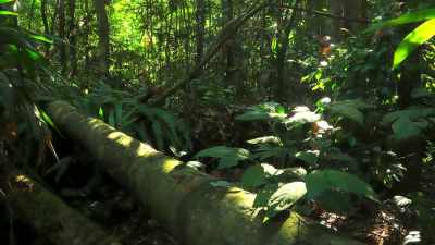 As the glade is overgrown, - Tiny World