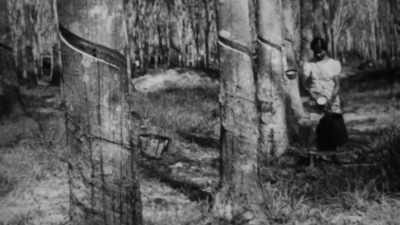 As the jungle was cleared,
those who lived and worked - Searching for Secrets
