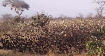 As the lands around dry,
quelea are forced to migrate. - The Elephant Queen