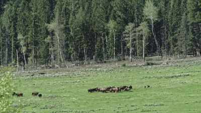 As the mollies push
the bison uphill, - Epic Yellowstone