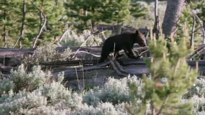 As the park's newest arrivals
enjoy their first spring - Yellowstone: One-Fifty