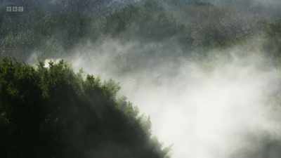 As the pollen drifts away, - Wild Isles