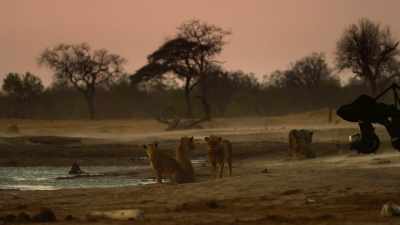 As the rains began in Zimbabwe, - In the Footsteps of Elephant
