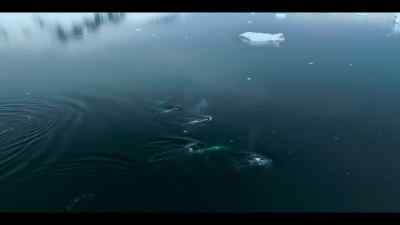 As the sea ice declines,
so do their prospects. - Our Oceans