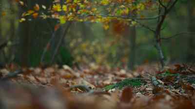As the seasonal winds strengthen, - Prehistoric Planet