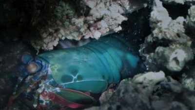 As the shrimp turns, - Attenborough's Life in Colour