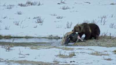 As the snow retreats,
the easy feasts - Yellowstone: One-Fifty