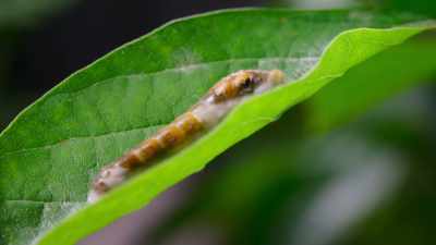 As the strands dry, - The Secret Lives of Animals