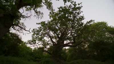 As the sun sets, the oak tree's
night shift appears. - Wild Isles