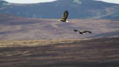 As the team get to know
these birds intimately, - Wild Isles