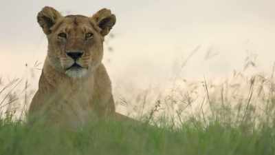 As the temperature drops to minus 25, - Dynasties