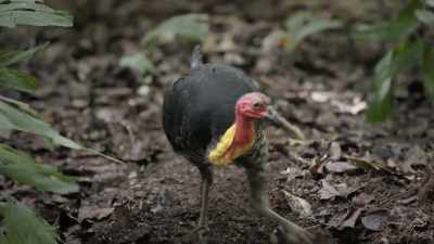 As the vegetation breaks down, - Prehistoric Planet