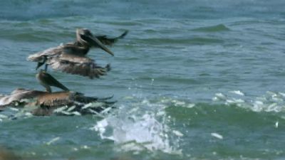As the waves are whipped up by the approaching storm, - Hostile Planet