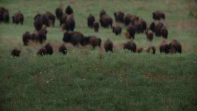 "As the woman watched, - The American Buffalo