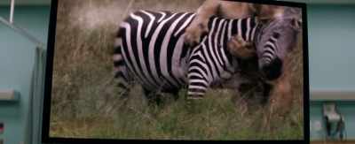 As for the zebra, there is no escape. - The Intruder