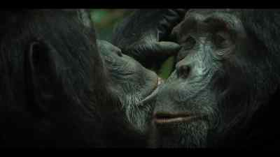 As their closest relatives, - Chimp Empire