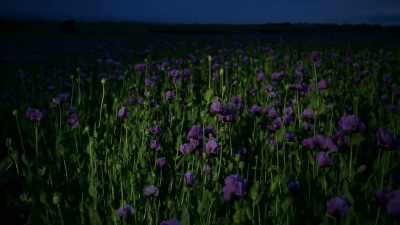 As their need
for narcotics increased - The Crime of the Century