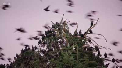 As their numbers increase,
so does the noise. - Wild Isles