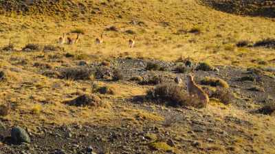 As these guanaco herds expand, - Our Great National Parks