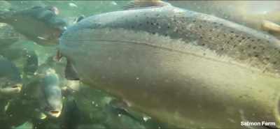 As thousands of fish
are kept close together - Eating Our Way to Extinction