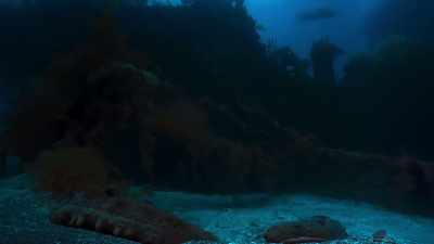 As time passes, - Blue Planet II