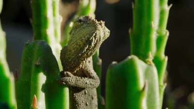 As we understand more about them - The Green Planet