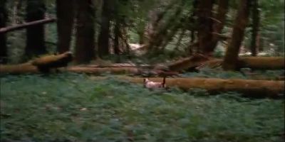As he went deeper and deeper into the forest - The Incredible Journey