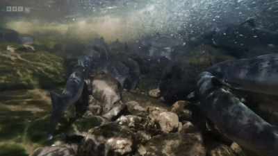 As they will no longer eat,
conserving energy is key. - Wild Isles
