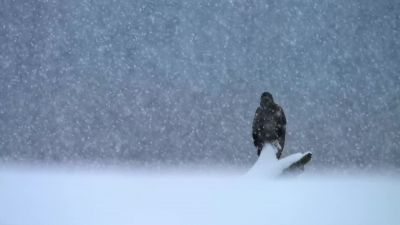 As winter advances, - Our Planet