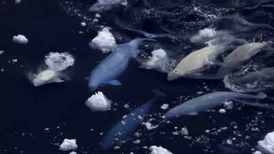 "As winter descends,
the narwhal is still with them." - Secrets of the Whales